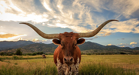 A longhorn stares straight ahead while standing in a field.